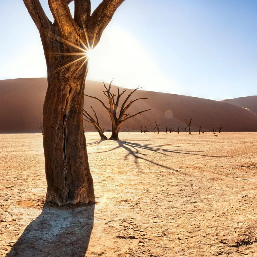 Dead trees on a desert in Namibia
