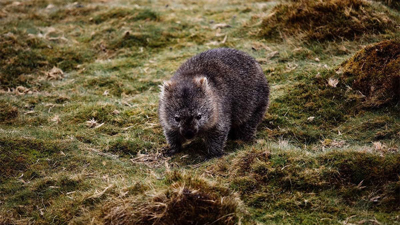 visiti-tasmania-cradle-mountain-wombat.jpg