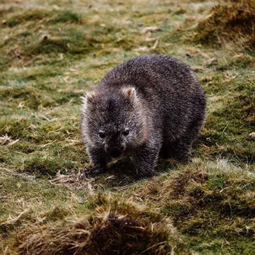 visiti-tasmania-cradle-mountain-wombat.jpg