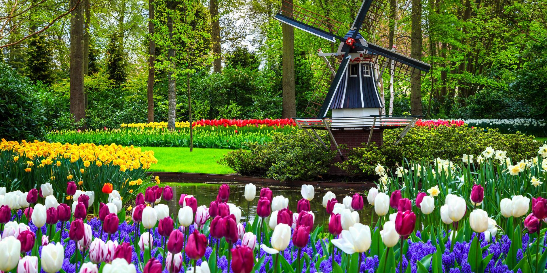 Dutch Windmill And Colorful Fresh Tulips In Keukenhof Park Netherlands