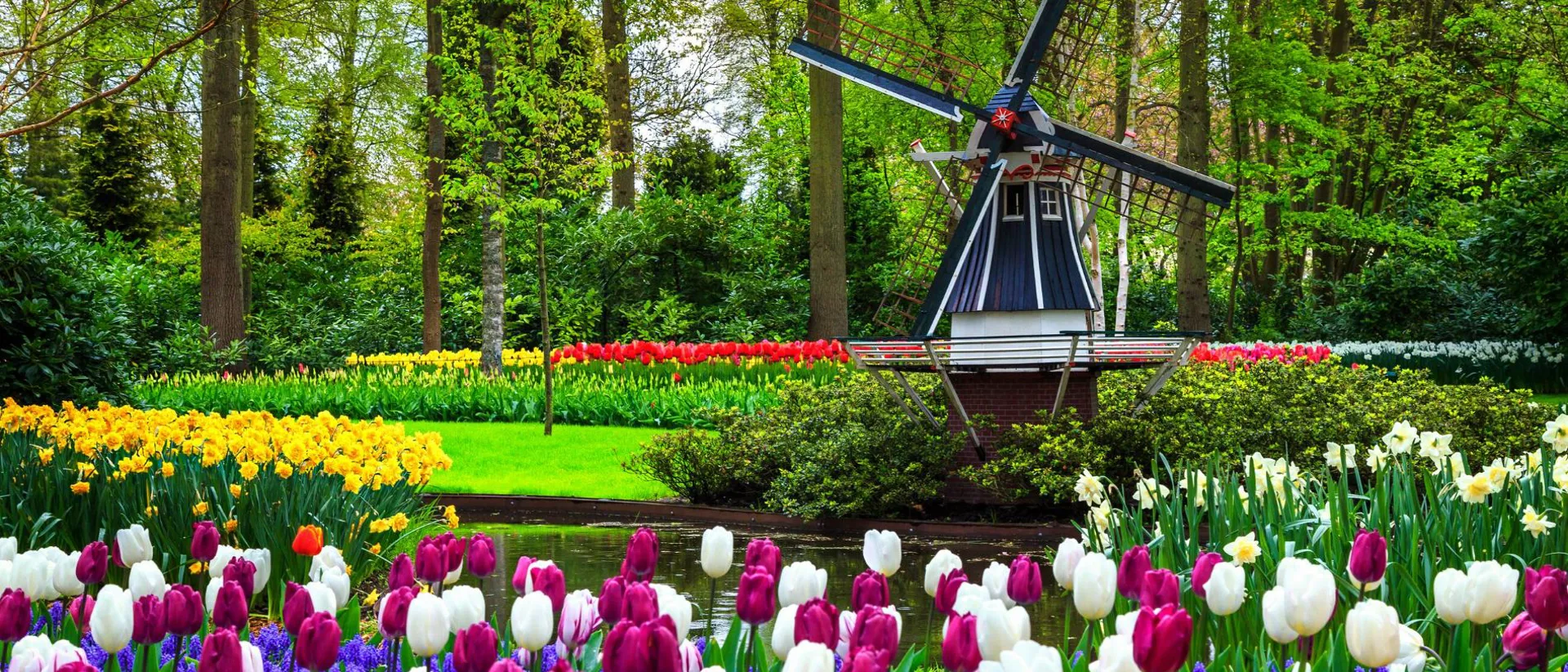 Dutch Windmill And Colorful Fresh Tulips In Keukenhof Park Netherlands
