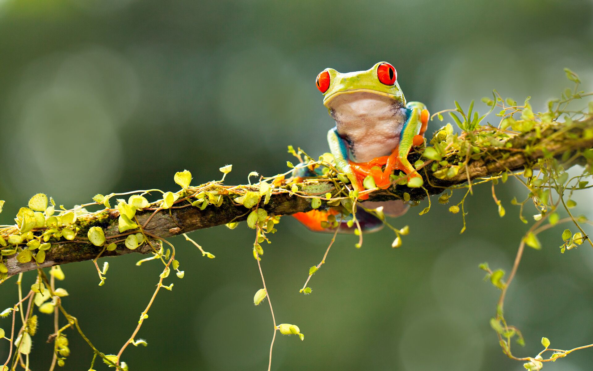 A red eyed frog sitting on a vine in the rainforest of Costa Rica