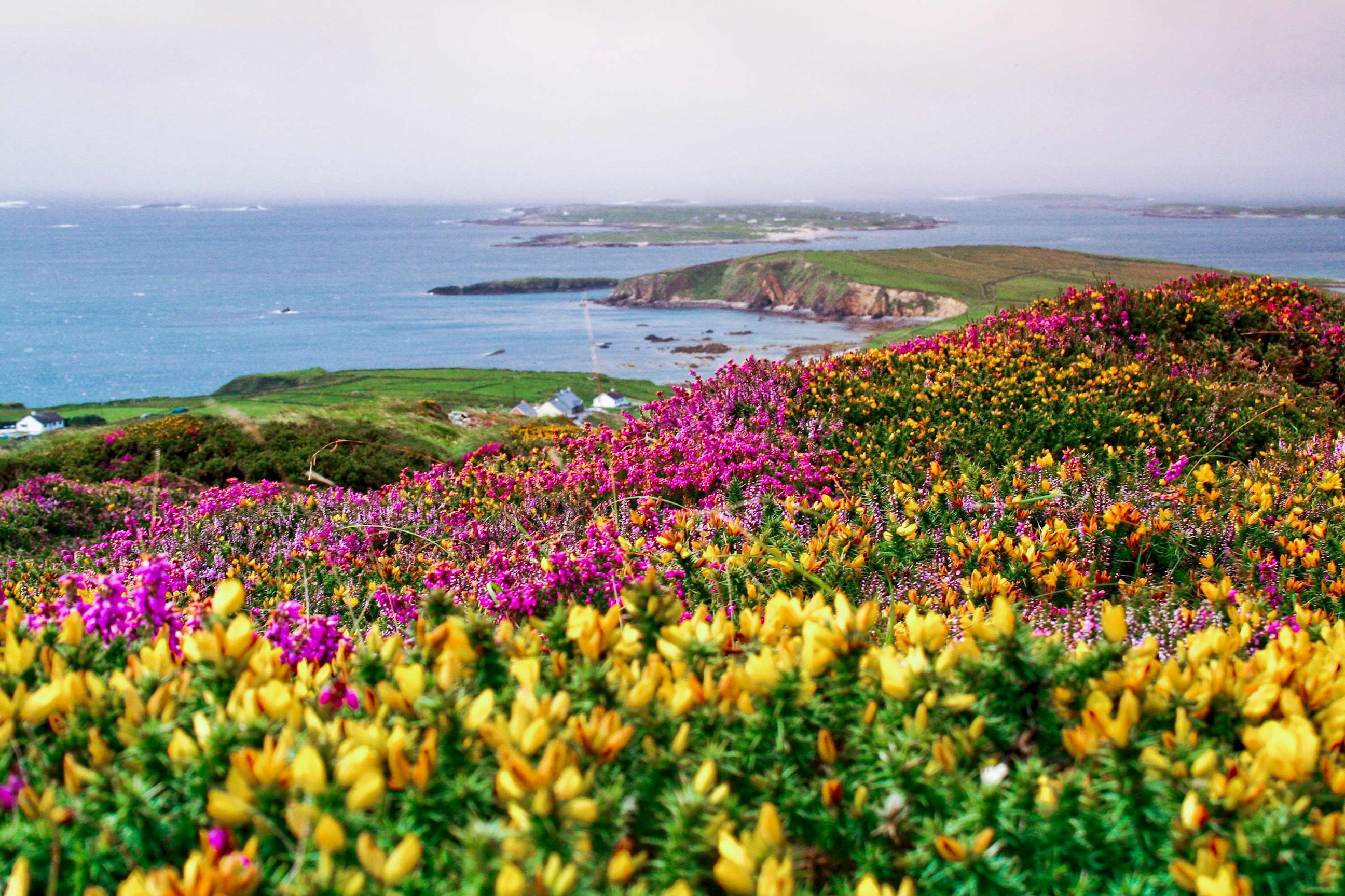heather-furze-bushes-connemara-galway-ireland.jpg