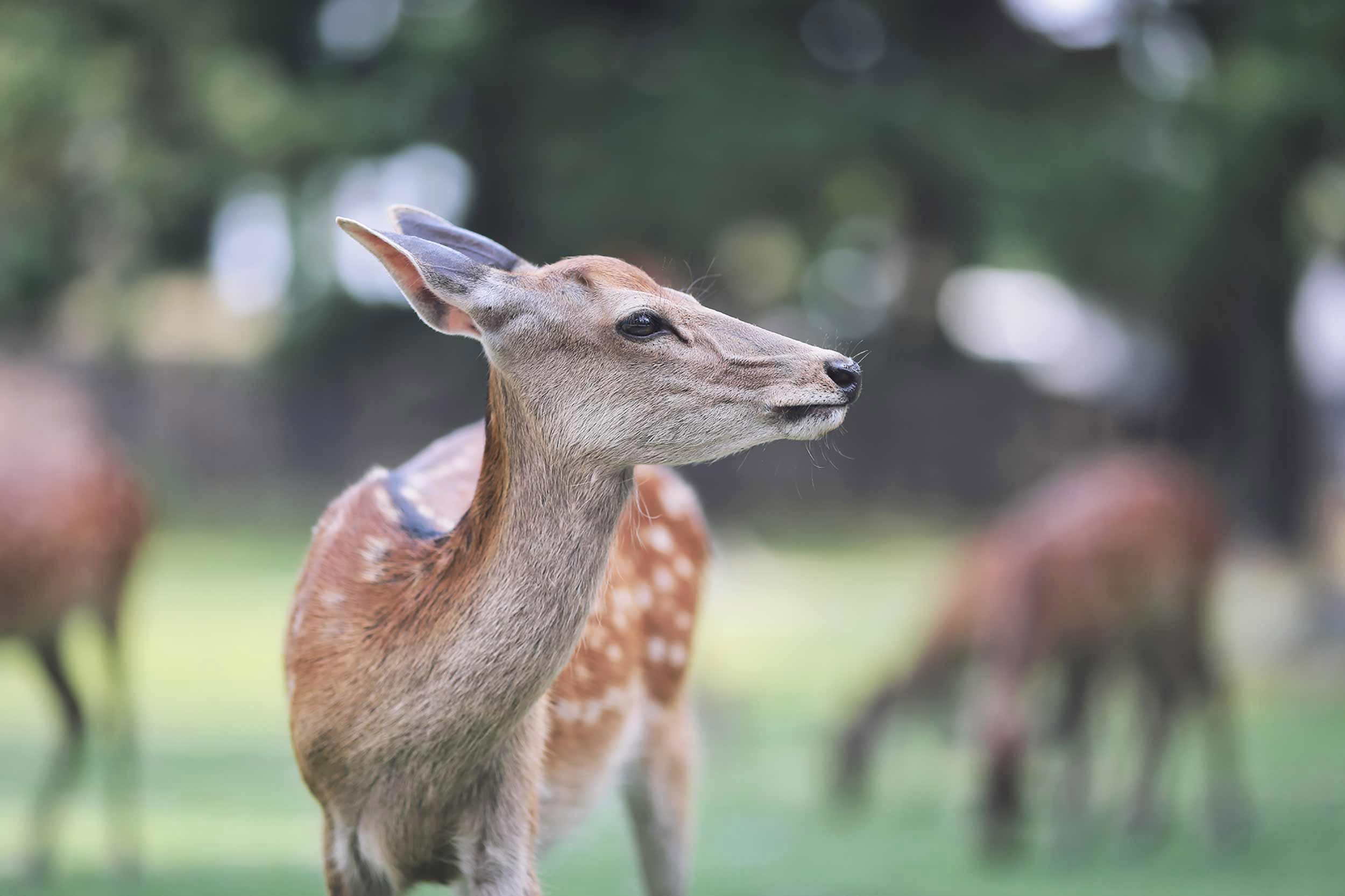 deer-kyoto-japan-iv.jpg