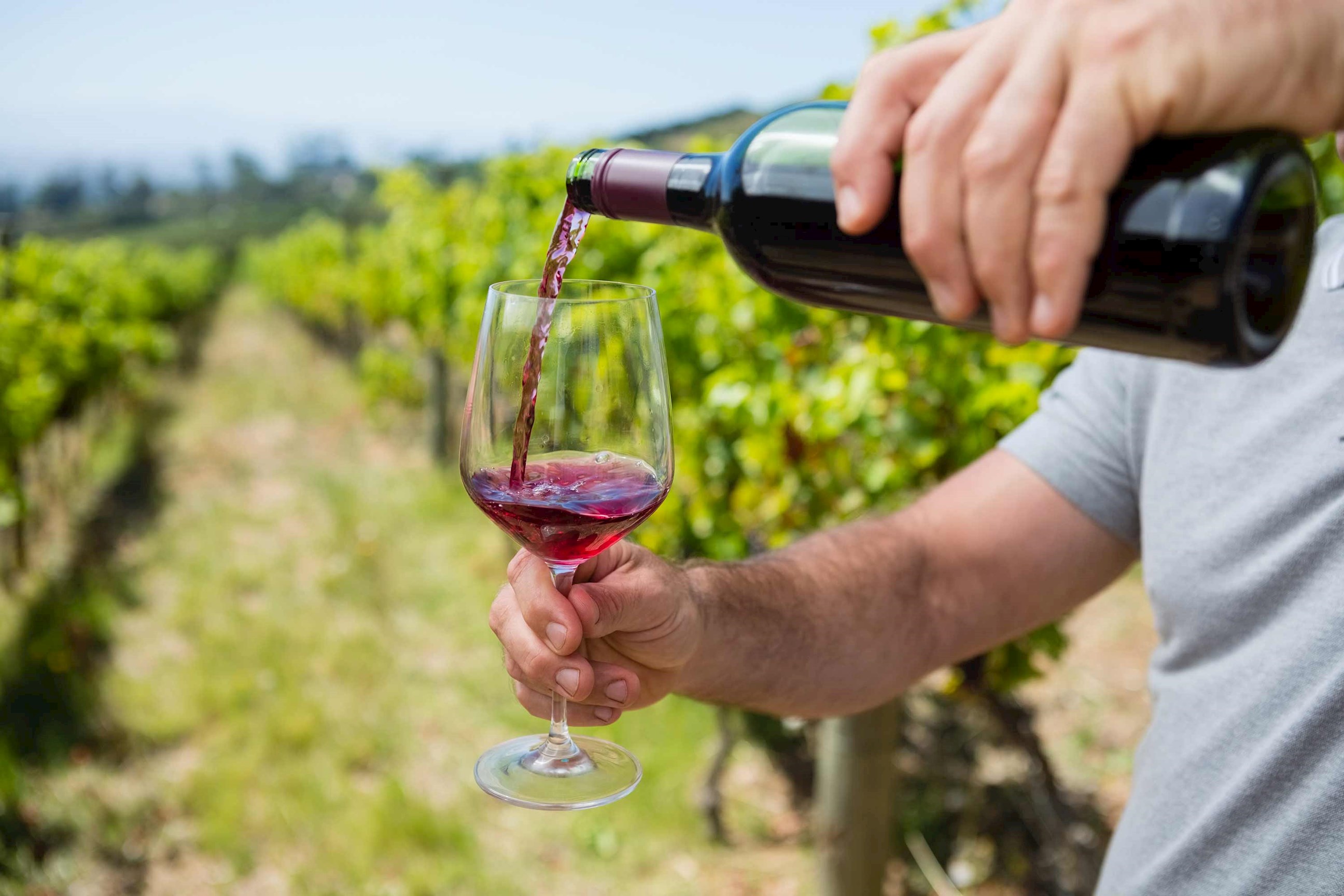 red-wine-vineyard-coonawarra-australia.jpg