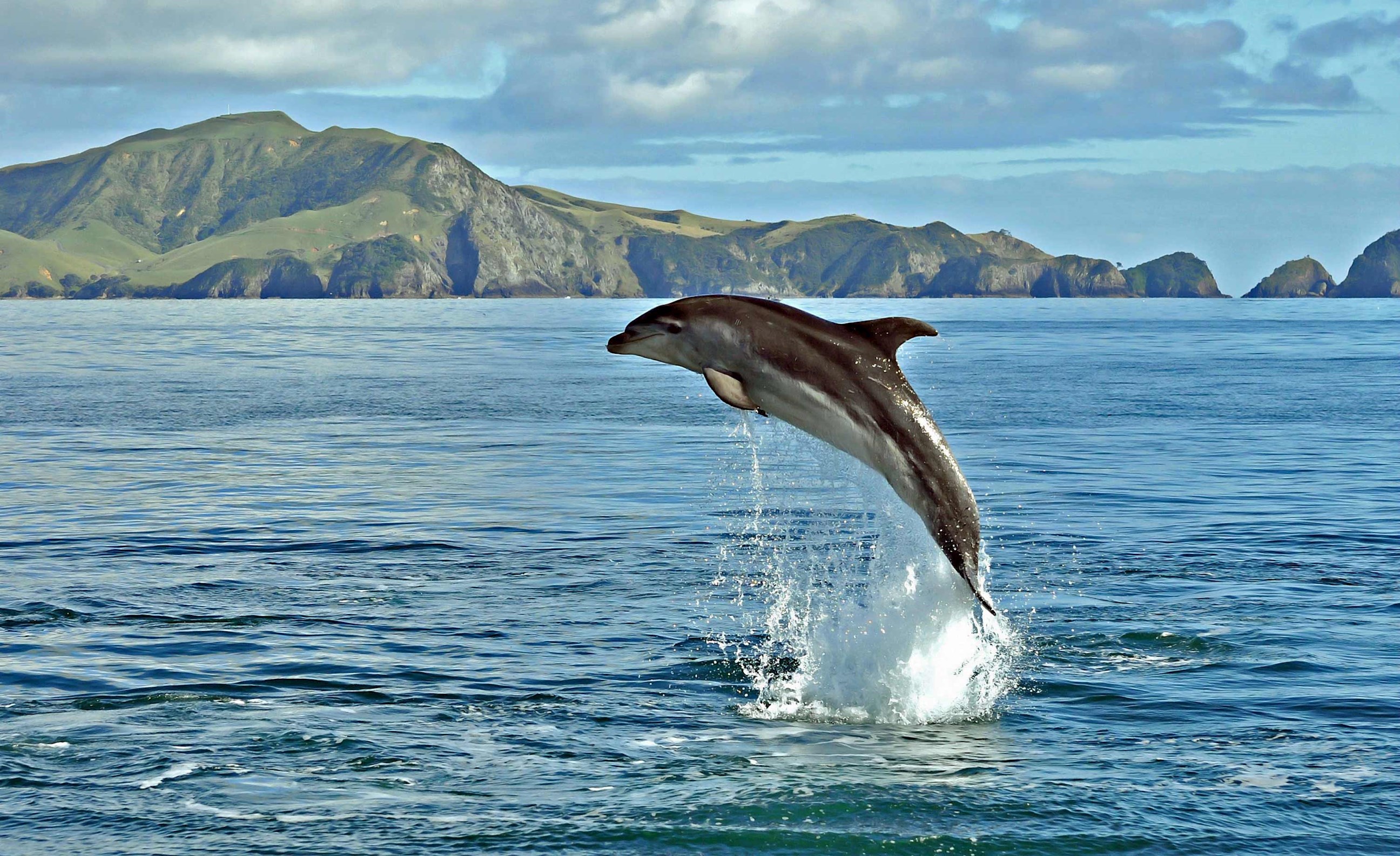 dolphin-bay-of-islands-new-zealand.jpg