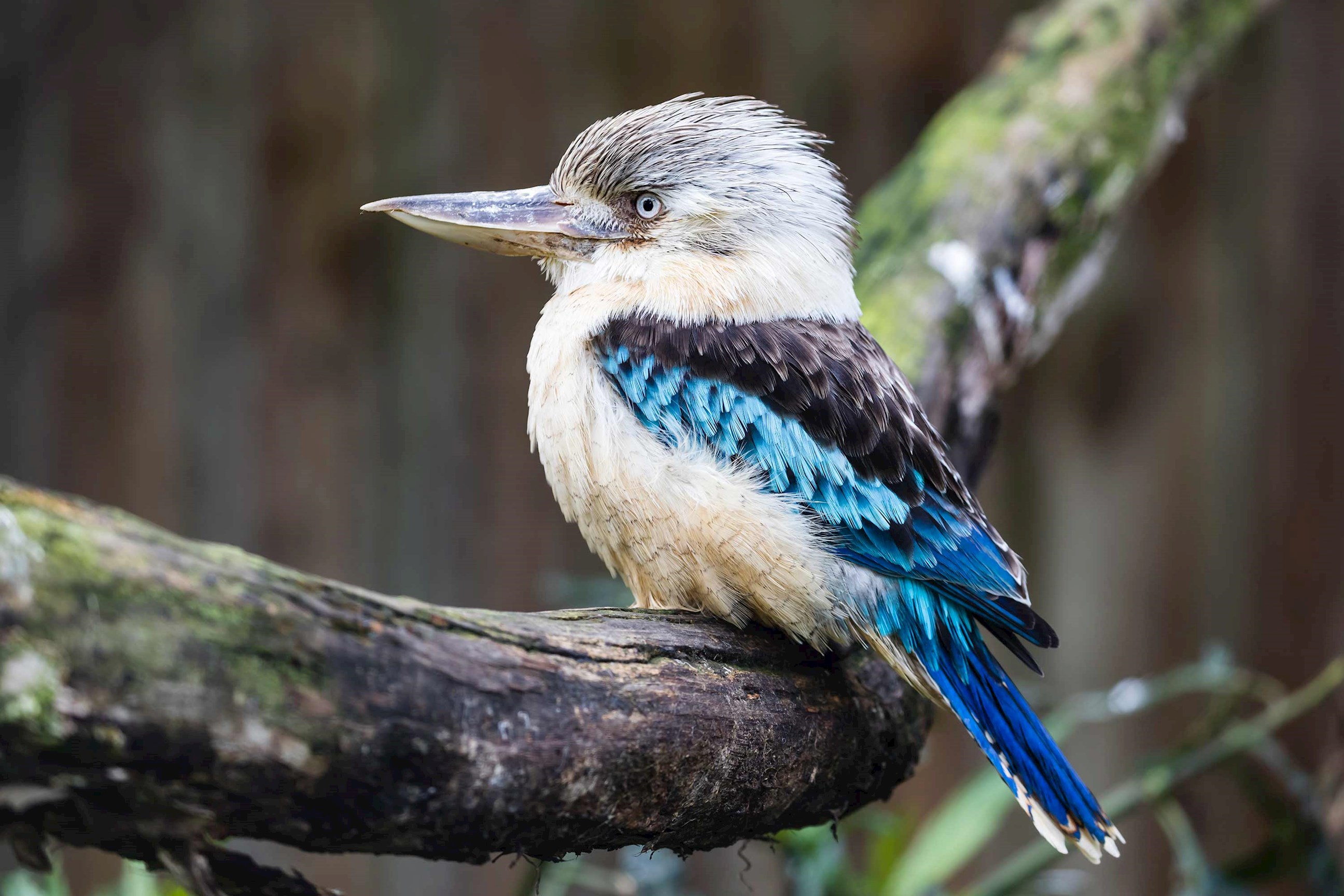 kookaburra-sydney-australia.jpg