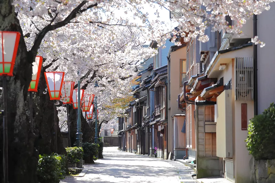 Cherry Blossom Higashiyama Teahouse Old House Street Kanazawa Japan 1143258860