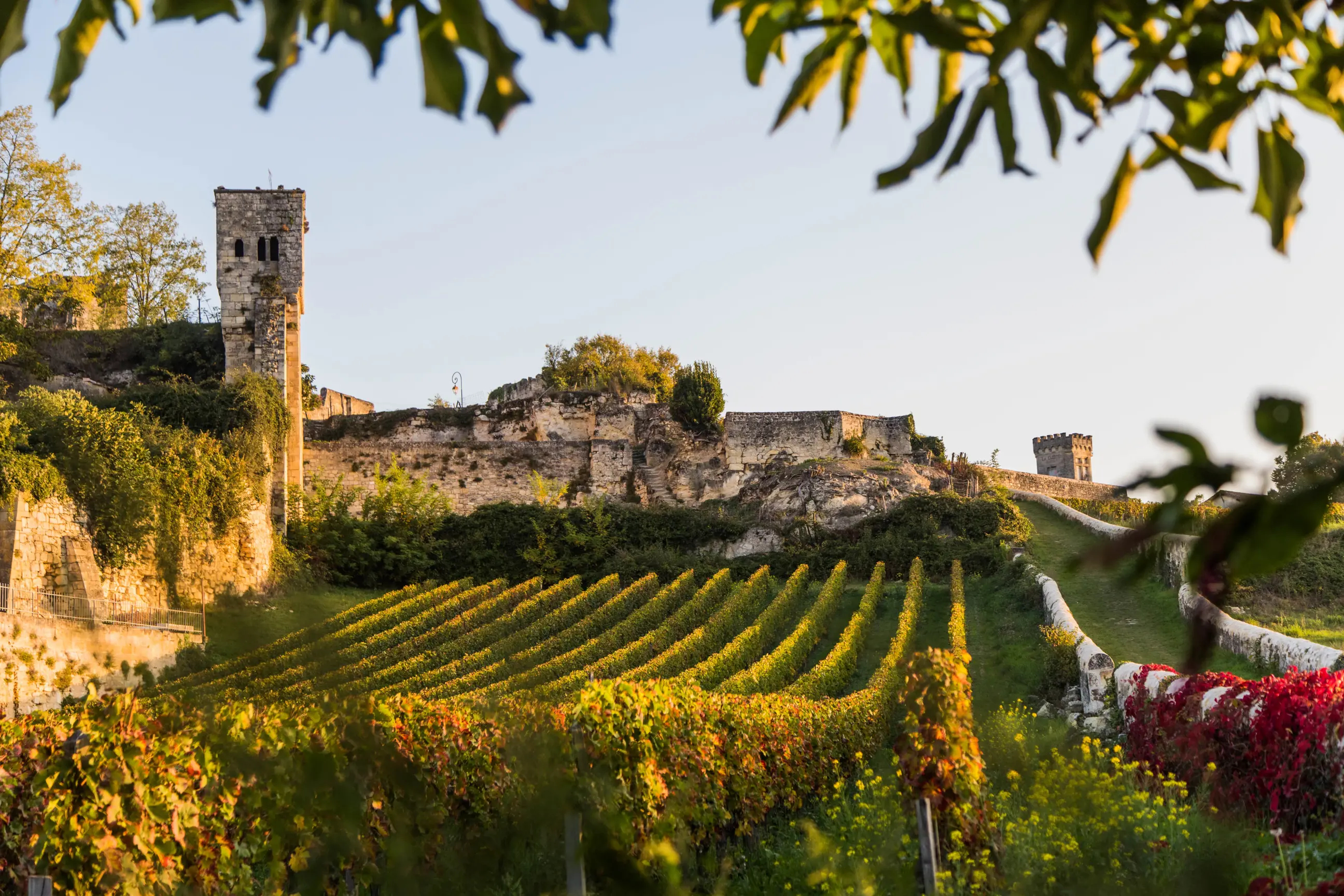 day-hero-wine-production-saint-emilion-france.webp