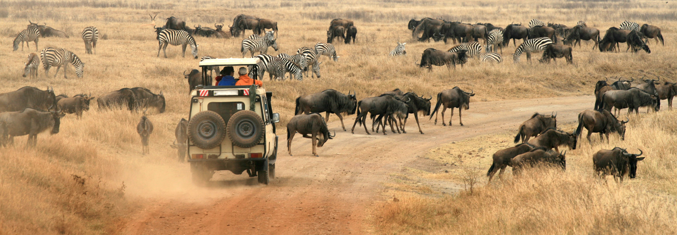 A safari vehicle driving near herds of zebra and wildebeest