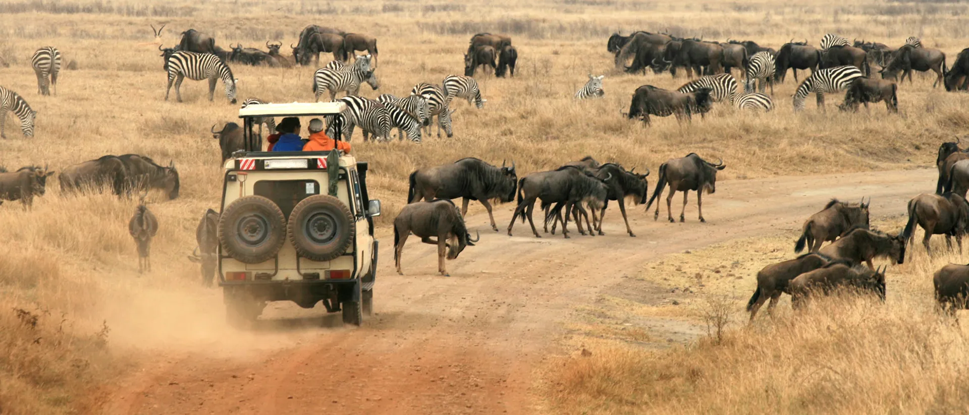 A safari vehicle driving near herds of zebra and wildebeest