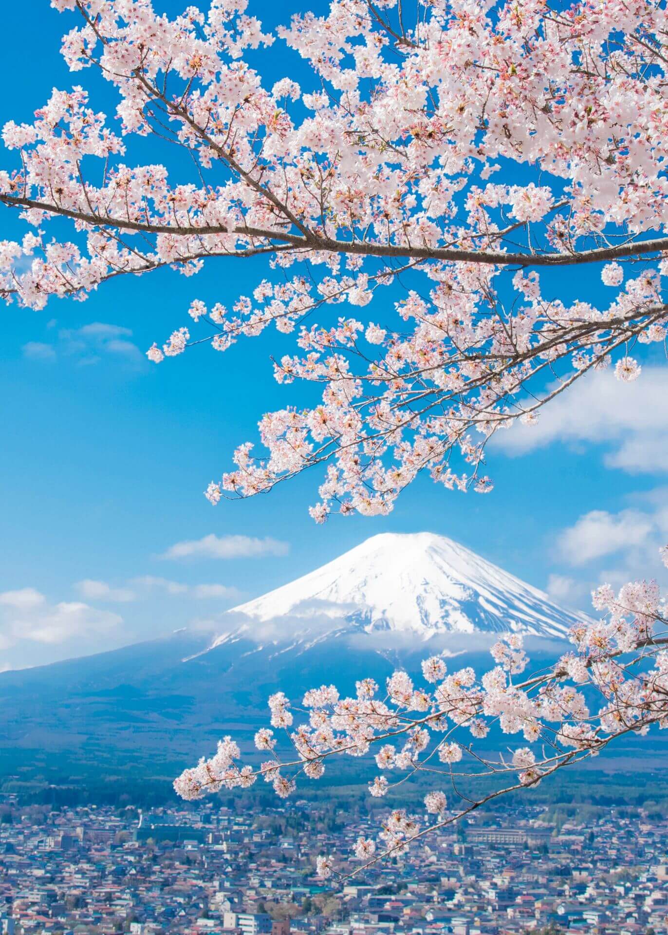 view-of-mount-fuji-with-cherry-blossom-japan.jpg
