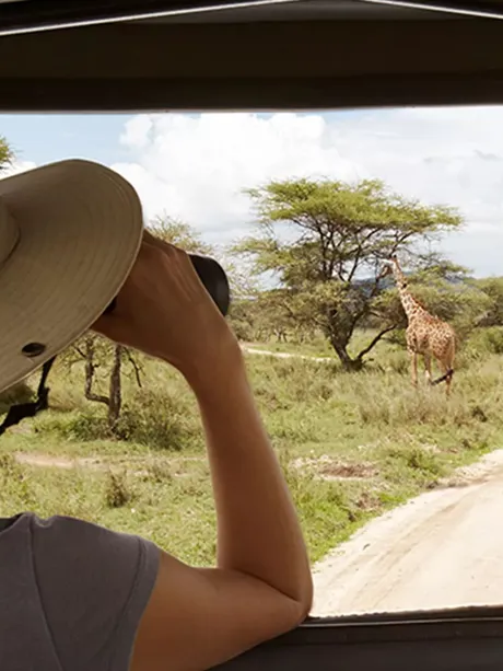Woman in the hat watching giraffes in Tanzania