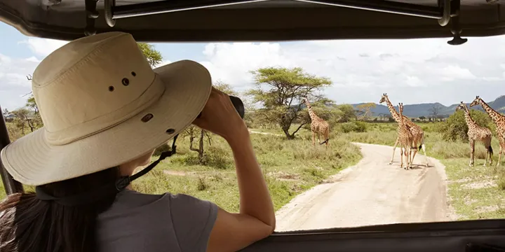 Woman in the hat watching giraffes in Tanzania