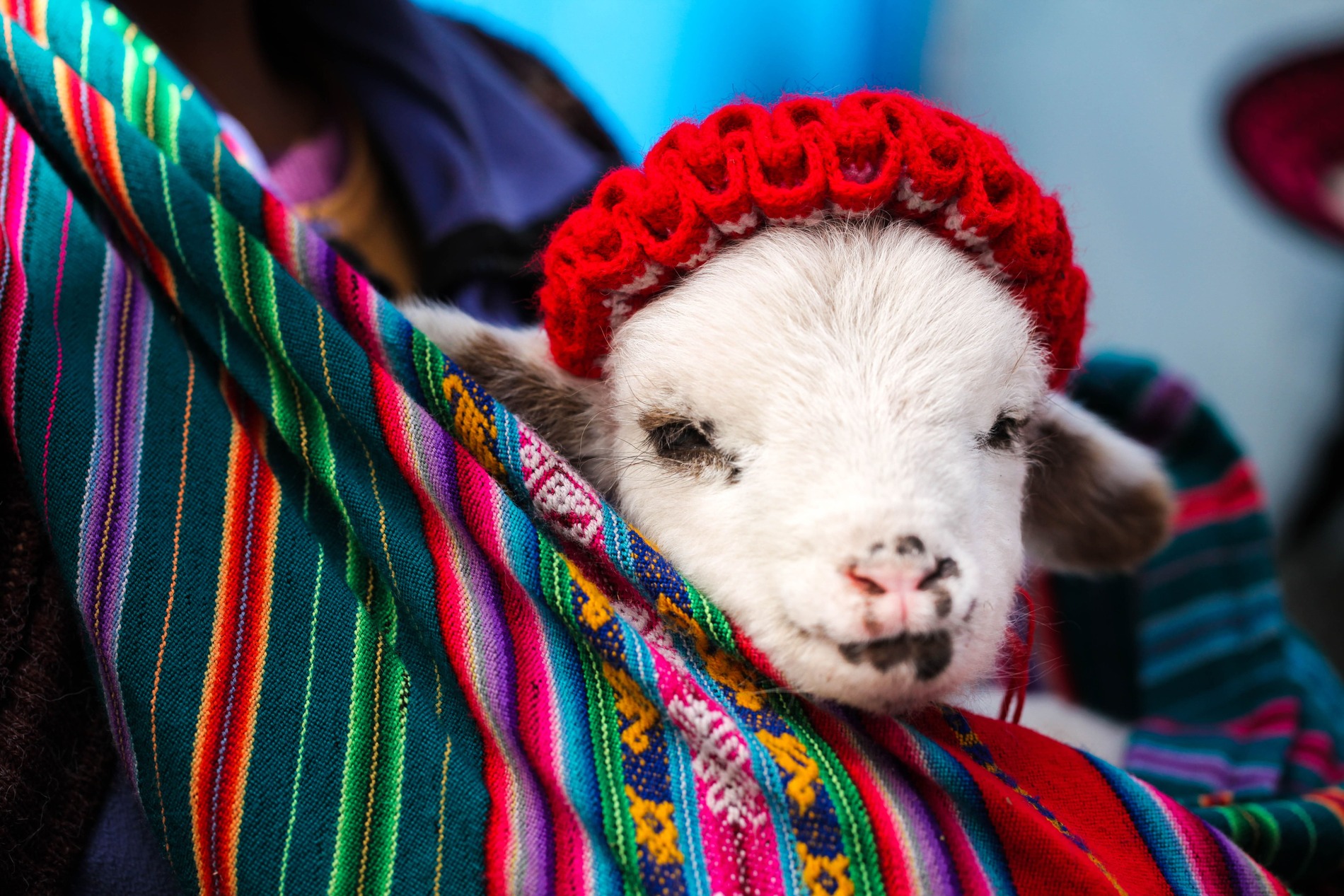 A small alpaca with a red hat on it's head
