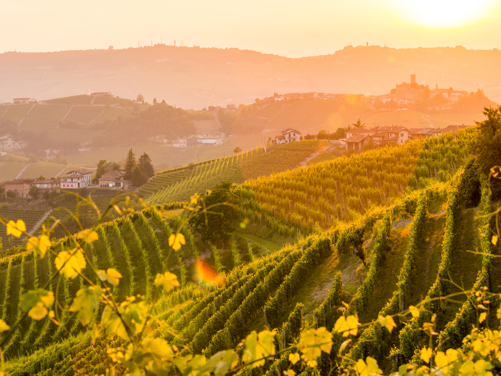 Vineyard in Barolo, Piedmont region in italy