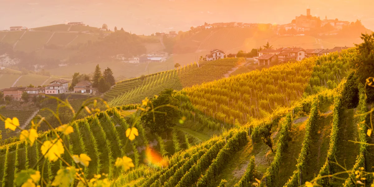 Vineyard in Barolo, Piedmont region in italy