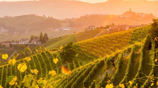Vineyard in Barolo, Piedmont region in italy