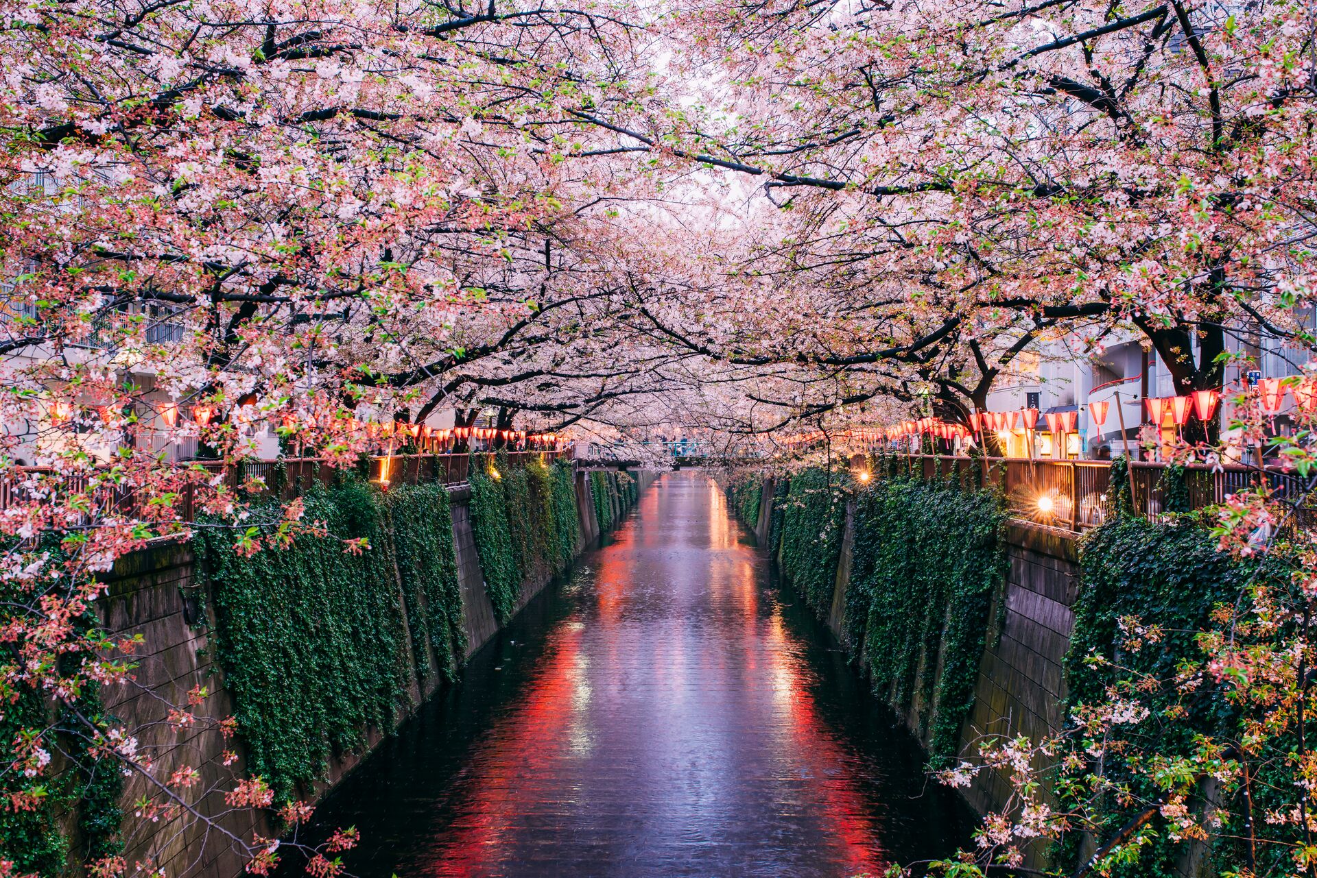 Sakura blooming over Tokyo river