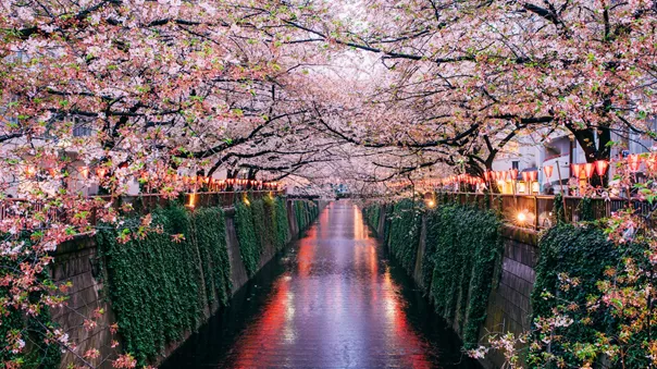 Sakura blooming over Tokyo river
