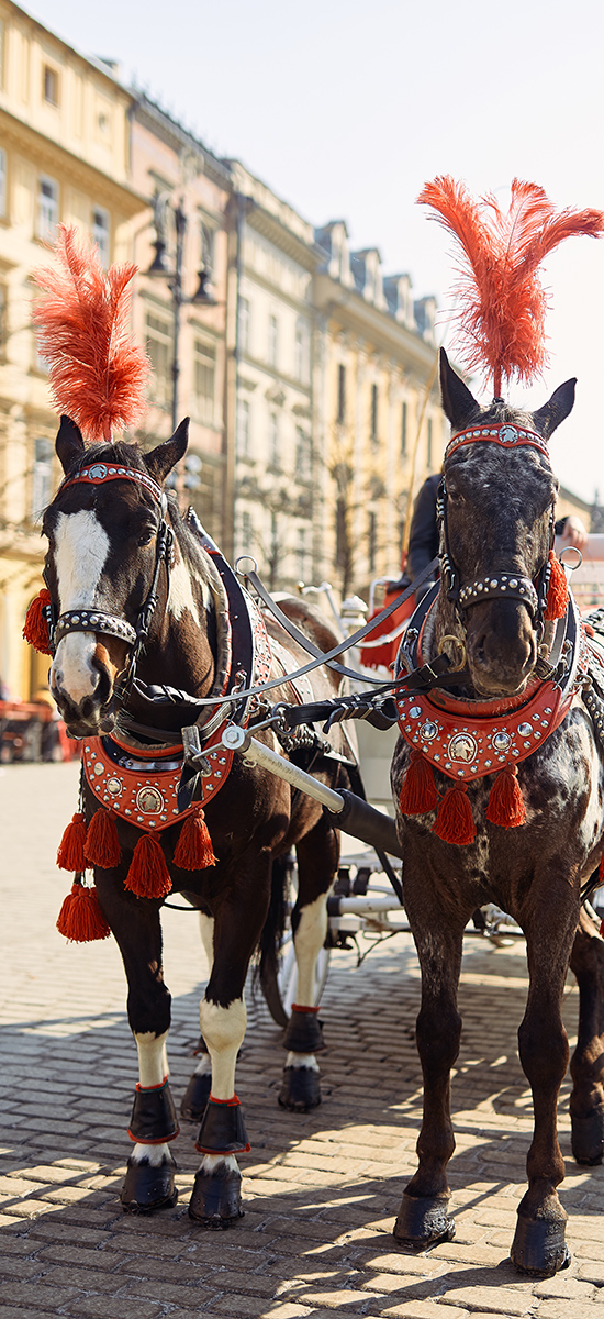 Horses on chaise in Krakow, Poland