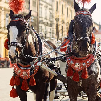 Horses on chaise in Krakow, Poland