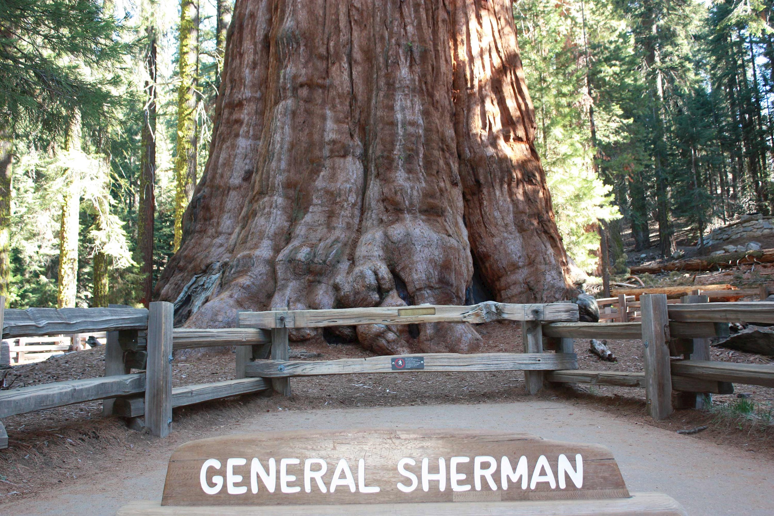 general-sherman-tree-sequoia-national-park-usa.jpg
