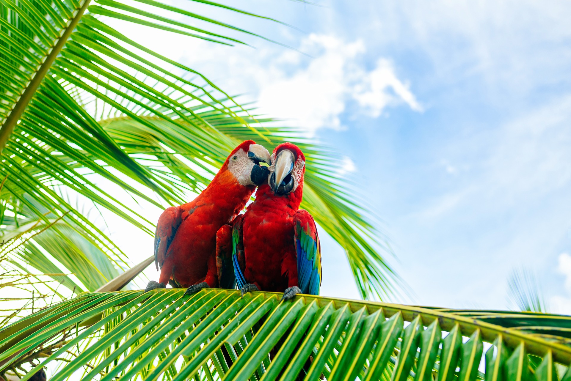 couple-of-macaws-on-a-palm-tree-in-costa-rica.jpeg