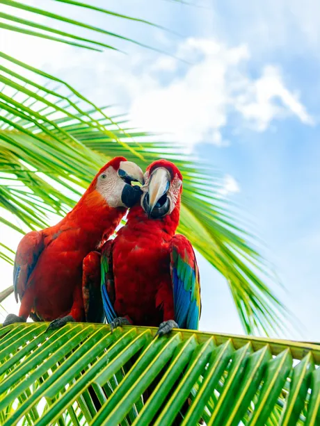 couple-of-macaws-on-a-palm-tree-in-costa-rica.jpeg