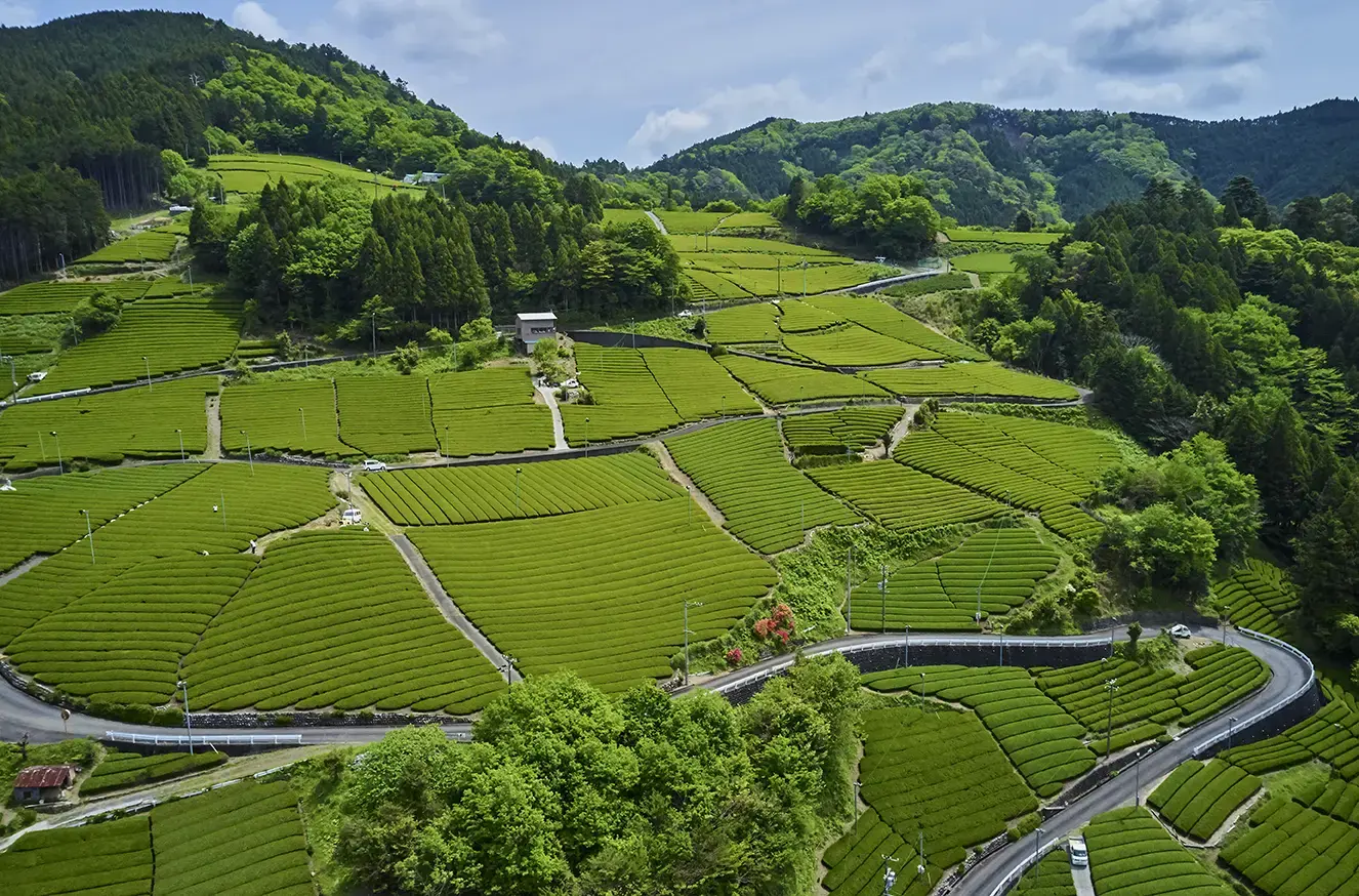 honshu-tea-fields-shizuoka-japan-gettyimages-1161546638.webp