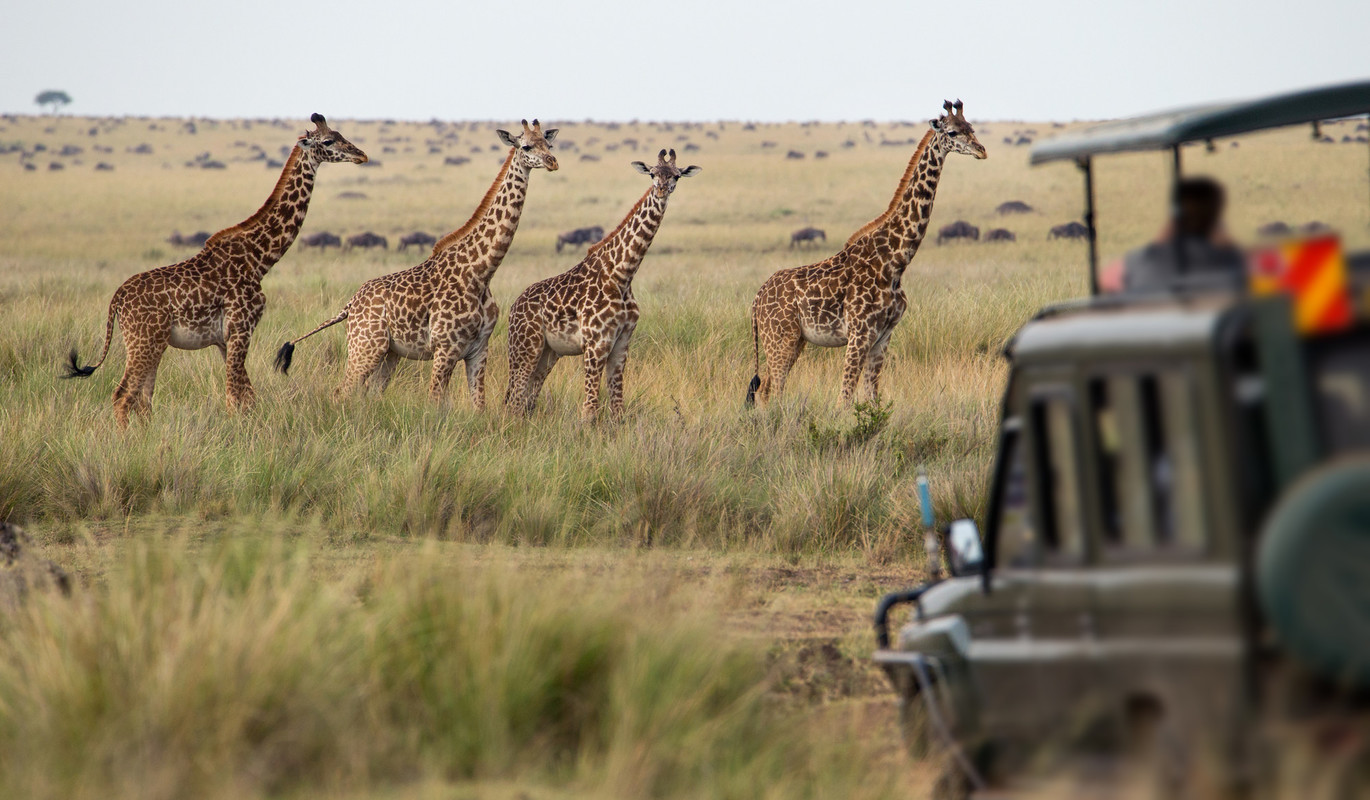 Safari vehicle approaching a herd of giraffes