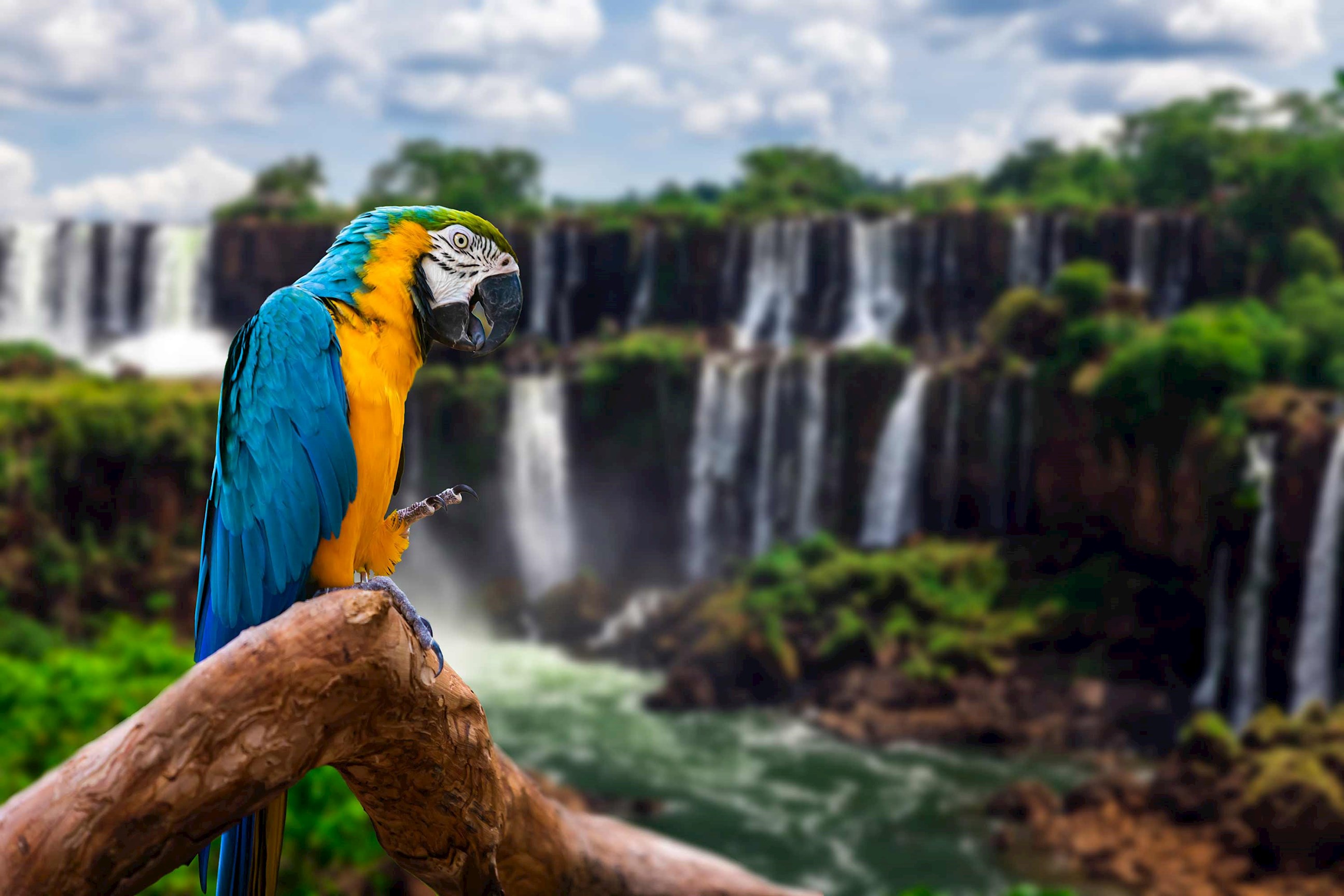parrot-iguassu-falls-argentina.jpg