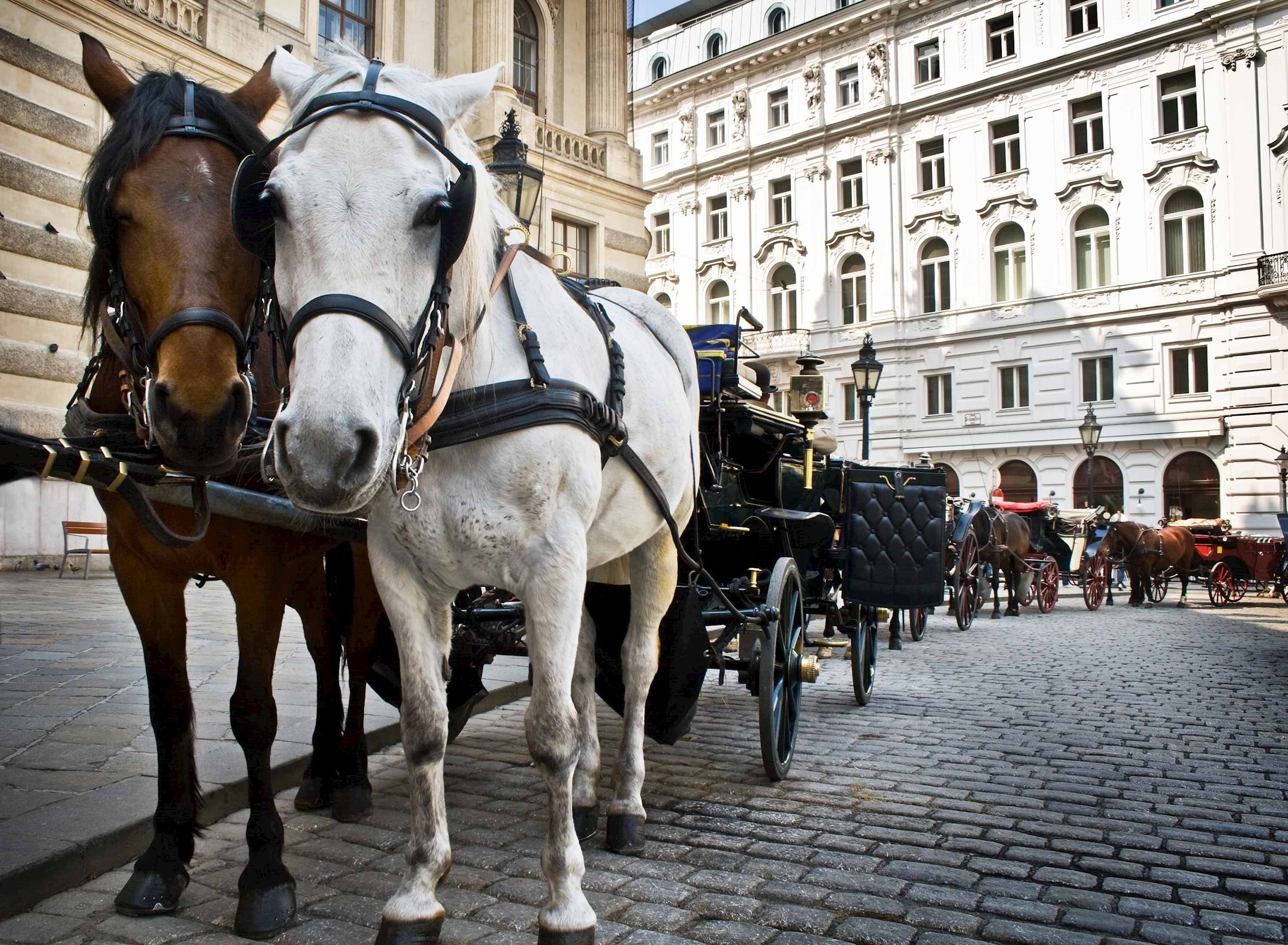 horse-drawn-carriage-vienna-austria.jpg