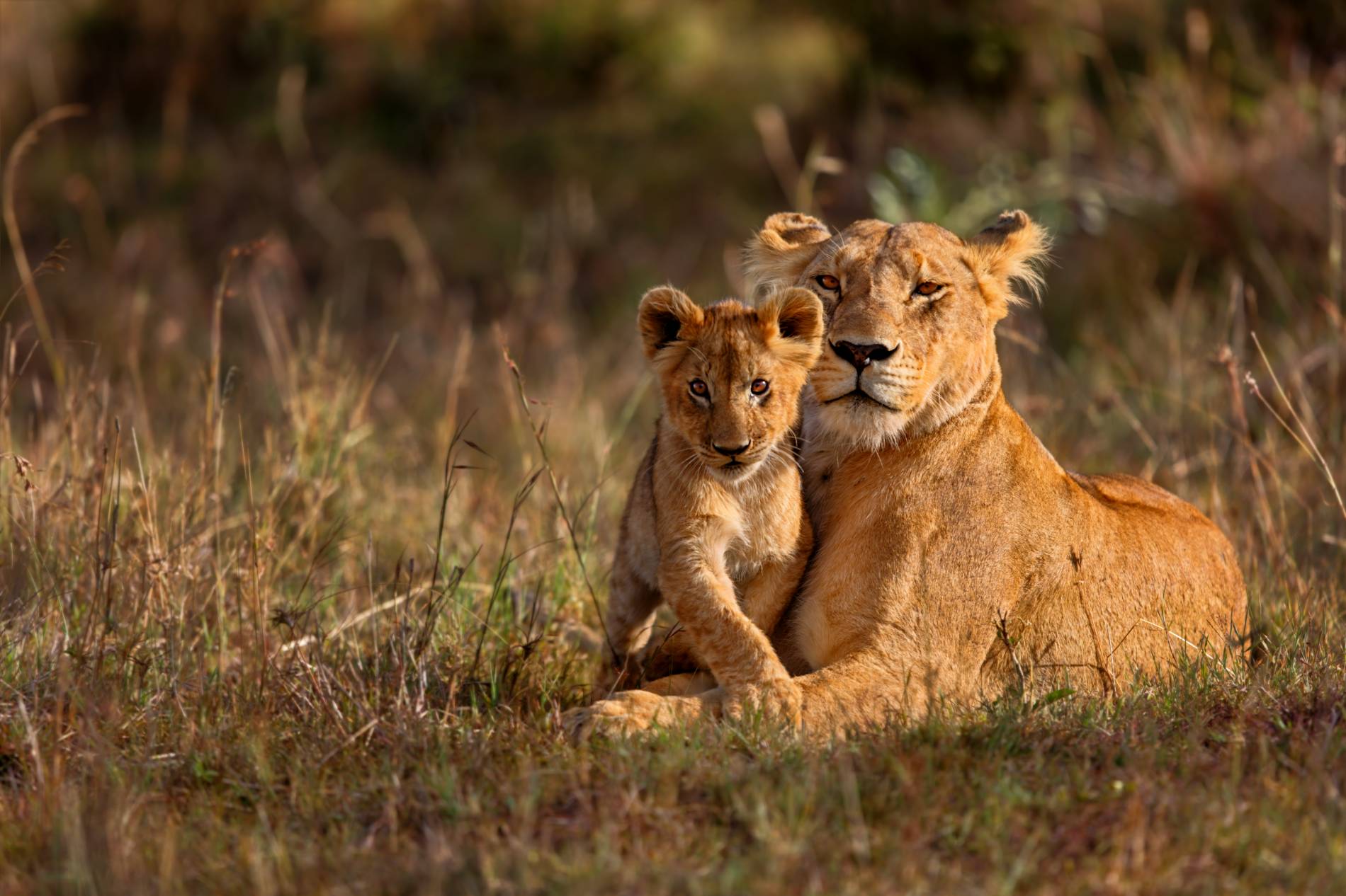 Lion mother with cub laying down on savannah, Africa