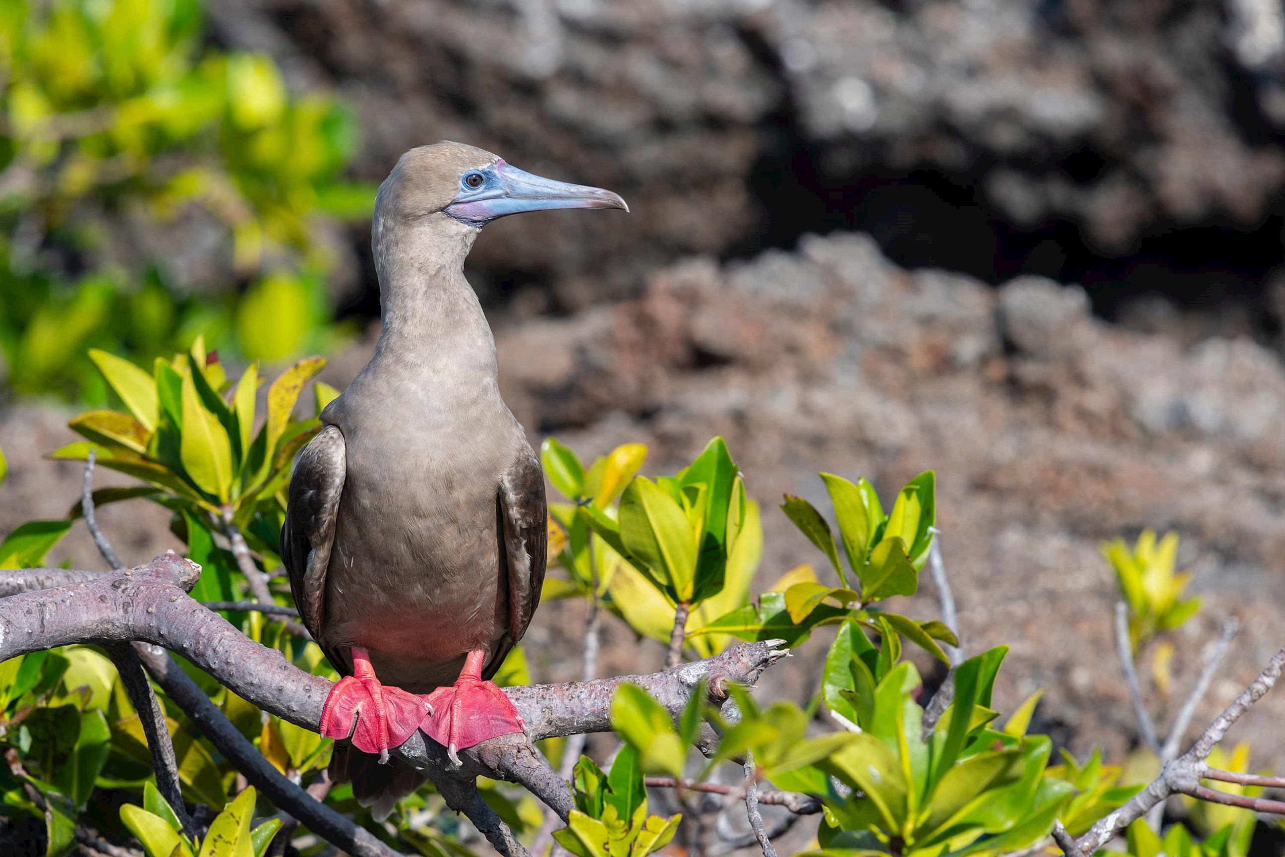 red-footed-booby-genovesa-island-ecuador.jpg