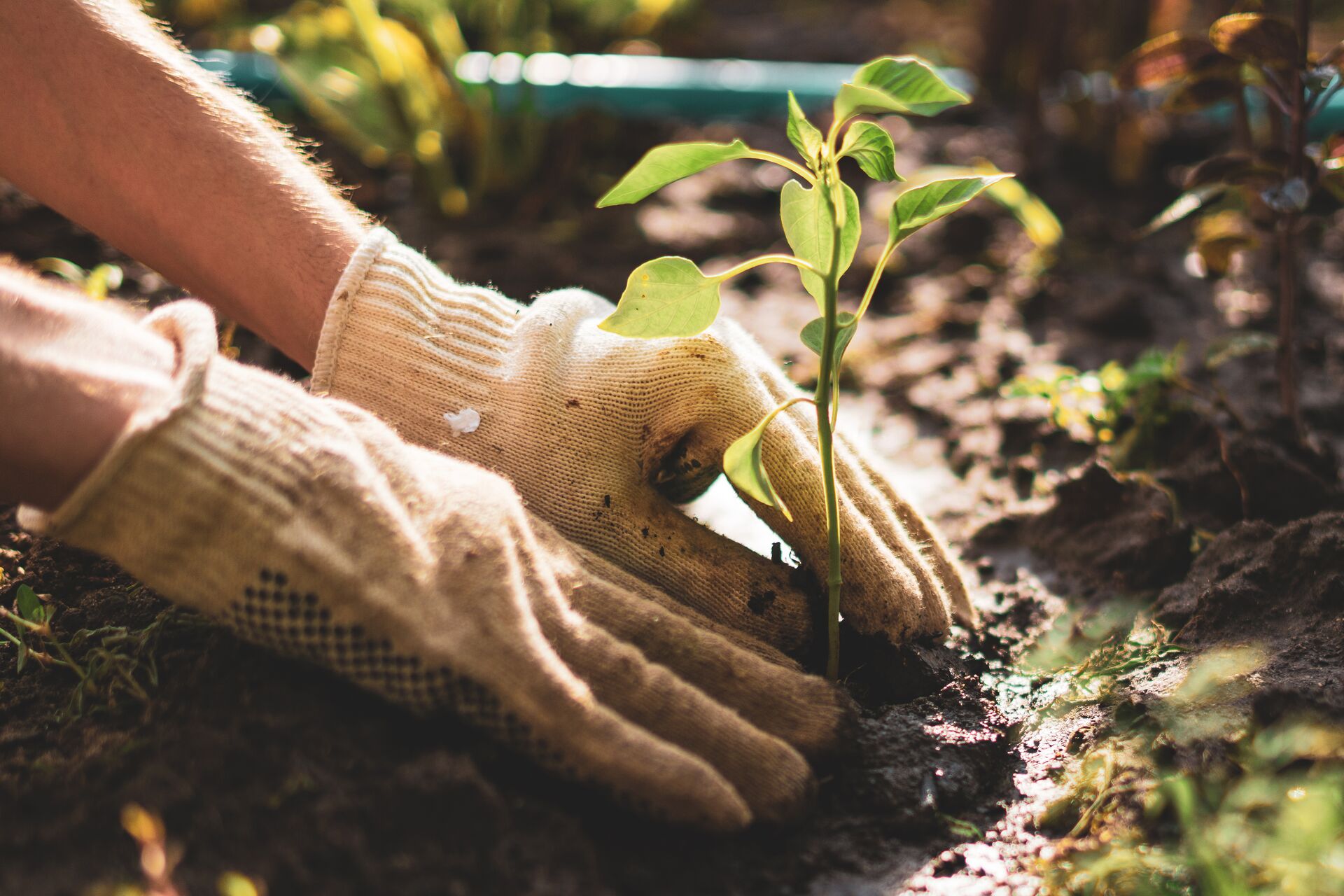 Farmer hands planting young sprout of a plant in the soil