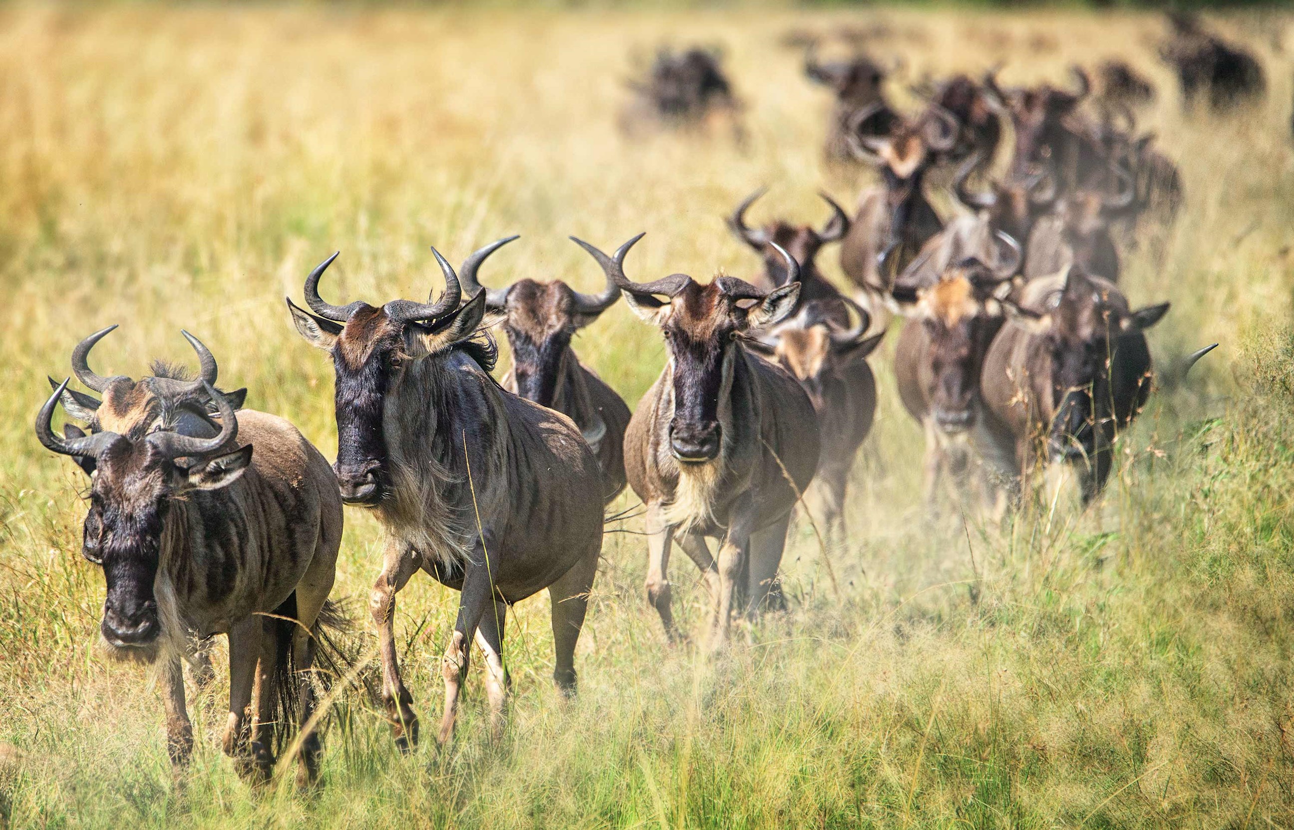 wildebeest-serengeti-national-park-tanzania.jpg