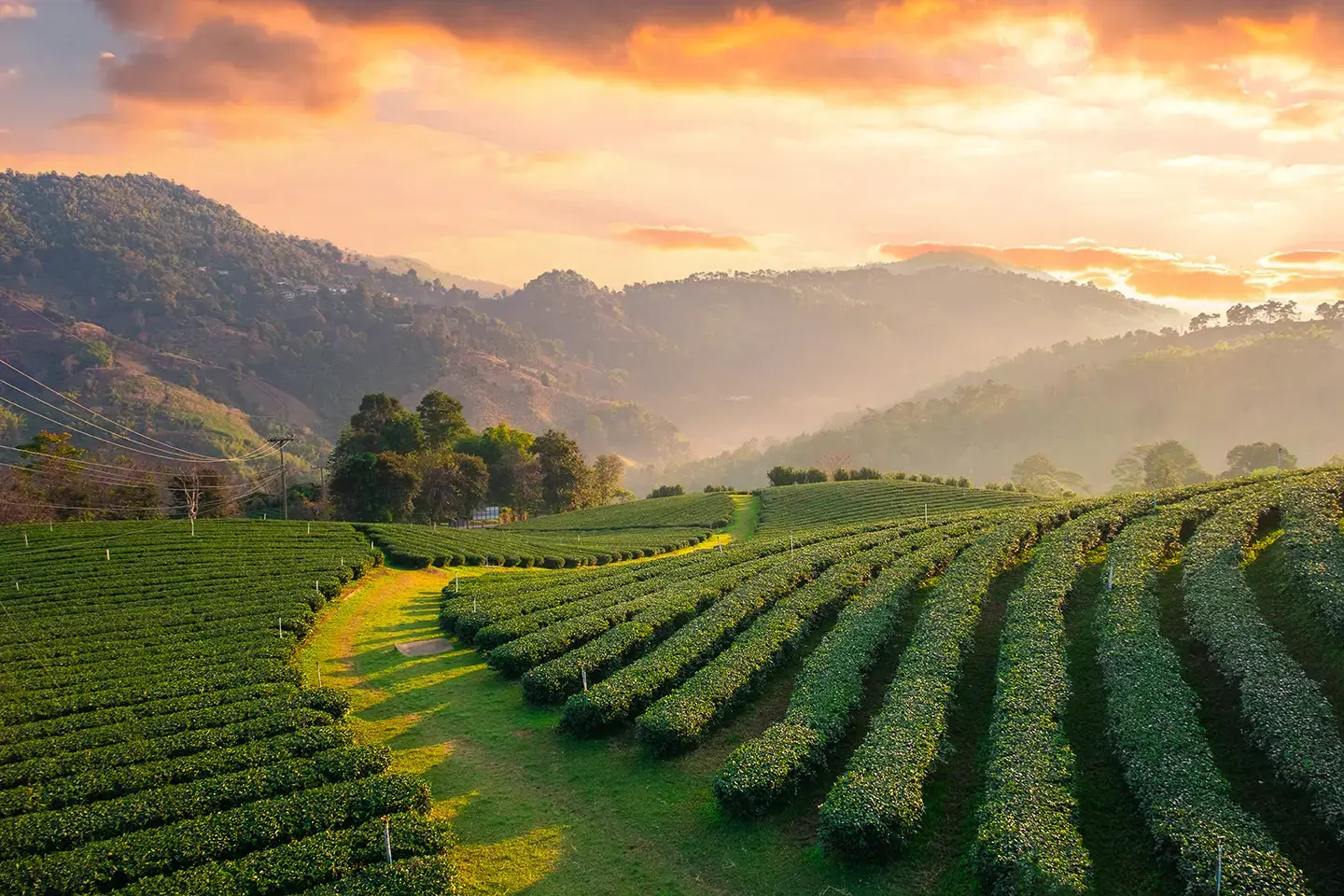 tea-plantation-chiang-rai-gettyimages-1288085438.webp