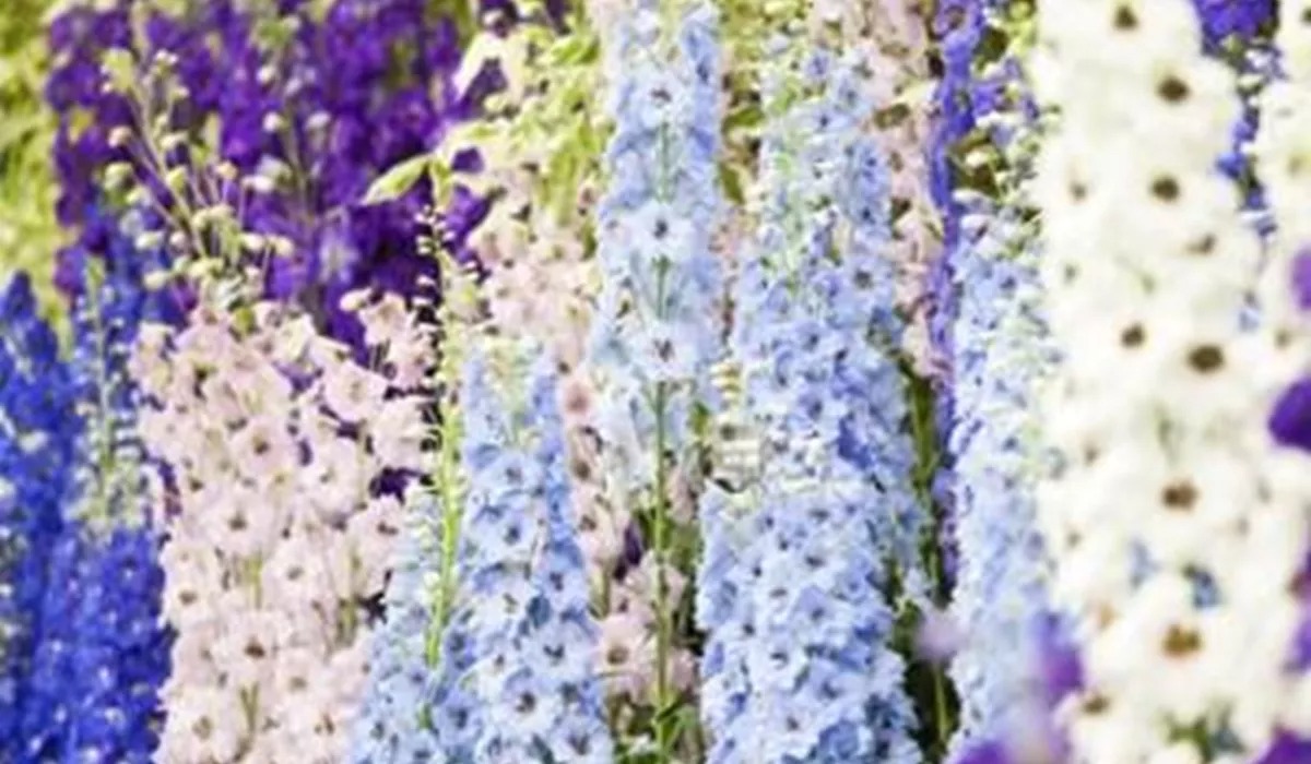 Blooming Delphinium Flowers