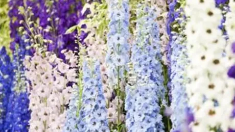 Blooming Delphinium Flowers