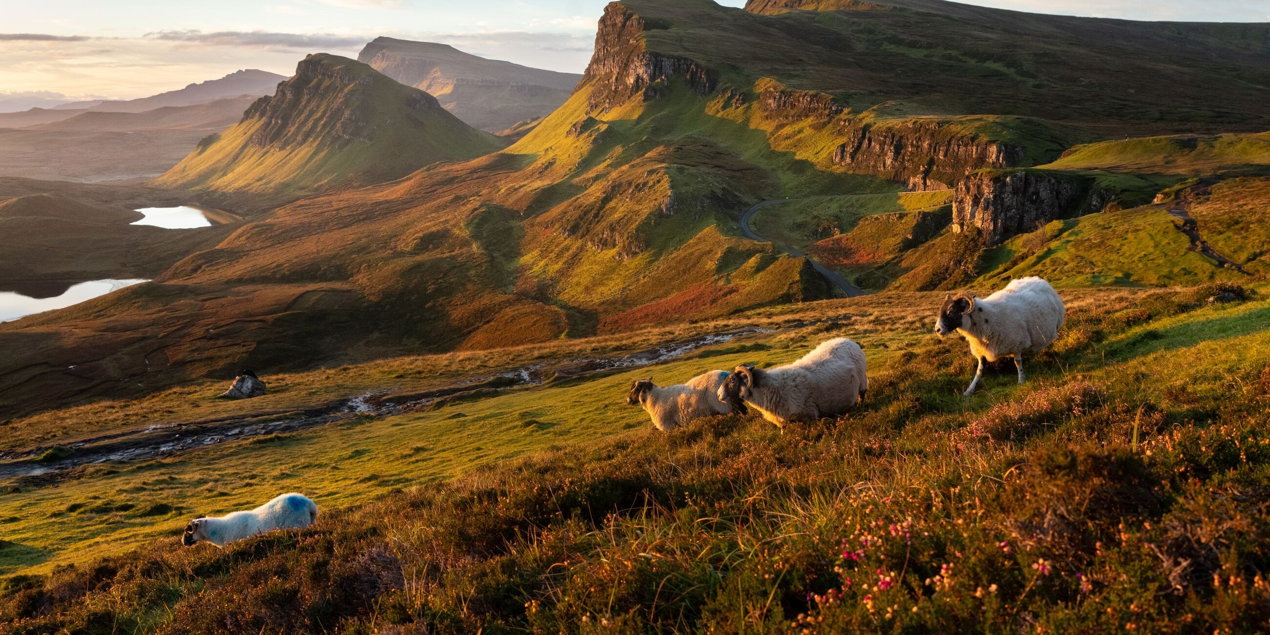Animals In Isle Of Skye Scotland During Autumn