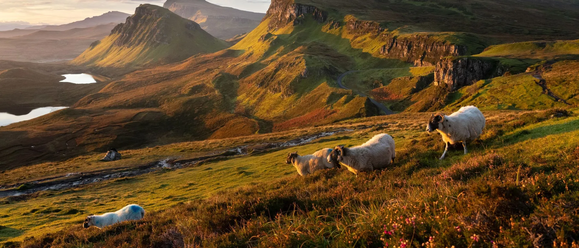 Animals In Isle Of Skye Scotland During Autumn