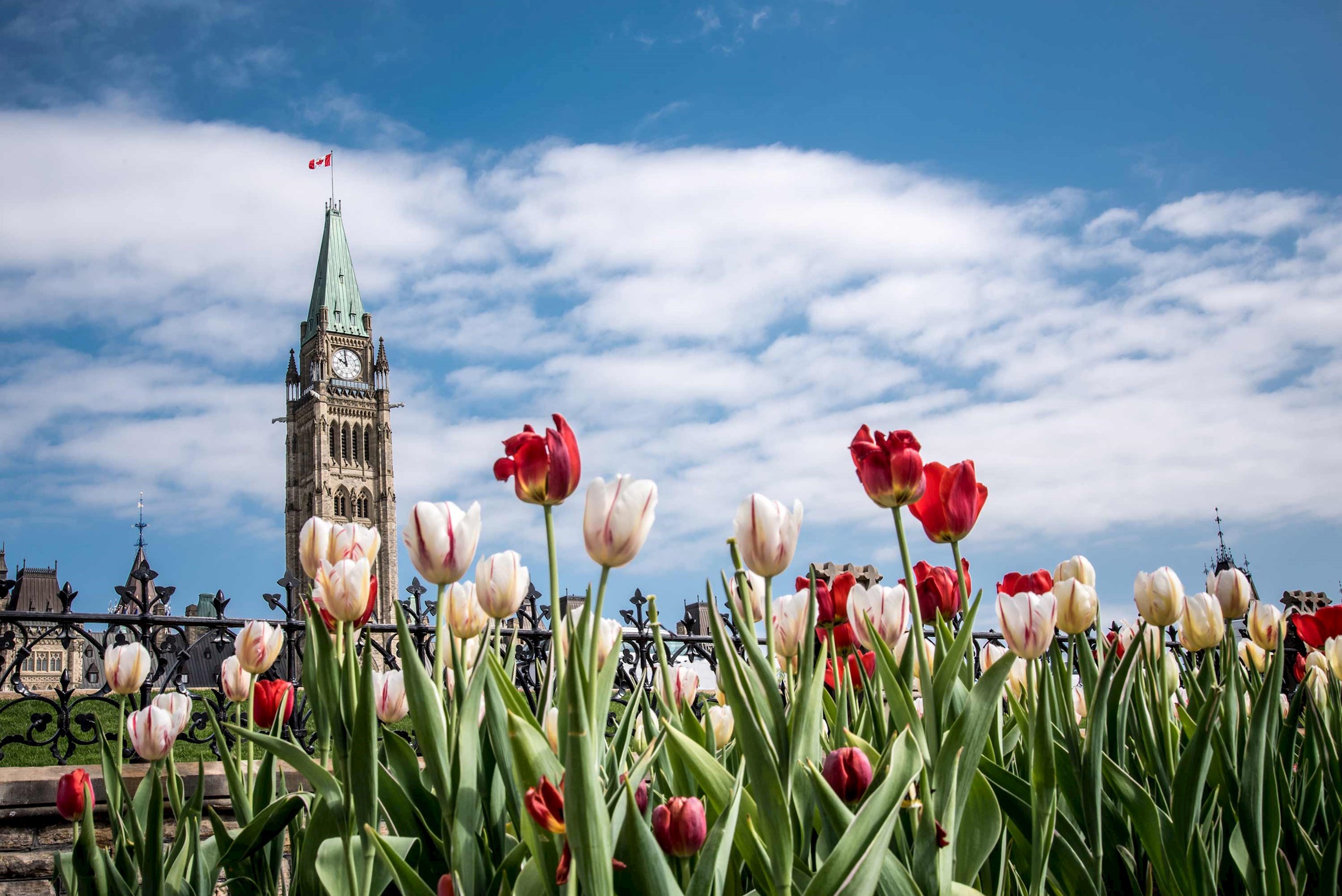 parliament-buildings-tulips-ottawa-canada.jpg