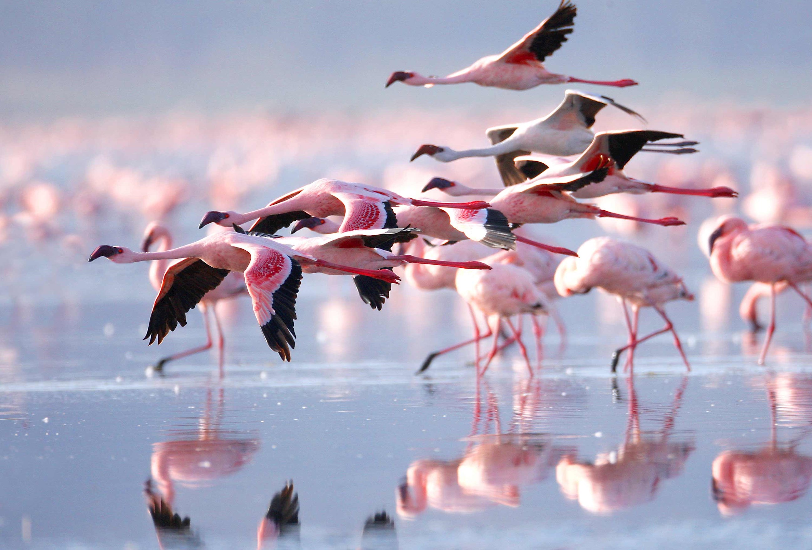flamingos-lake-nakuru-kenya.jpg