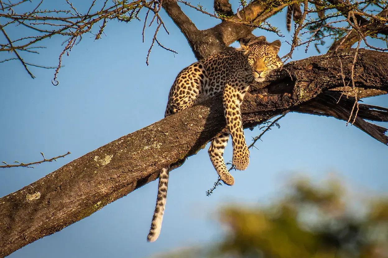 maasai-mara-reserve-naivasha-kenya-gettyimages-1132841355.webp