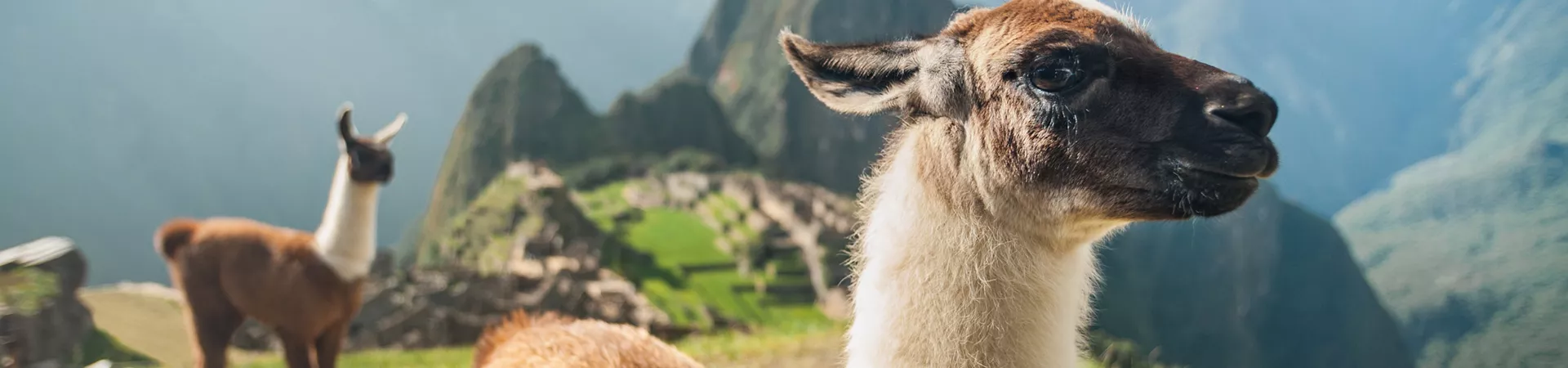 Llama in the Peruvian mountains