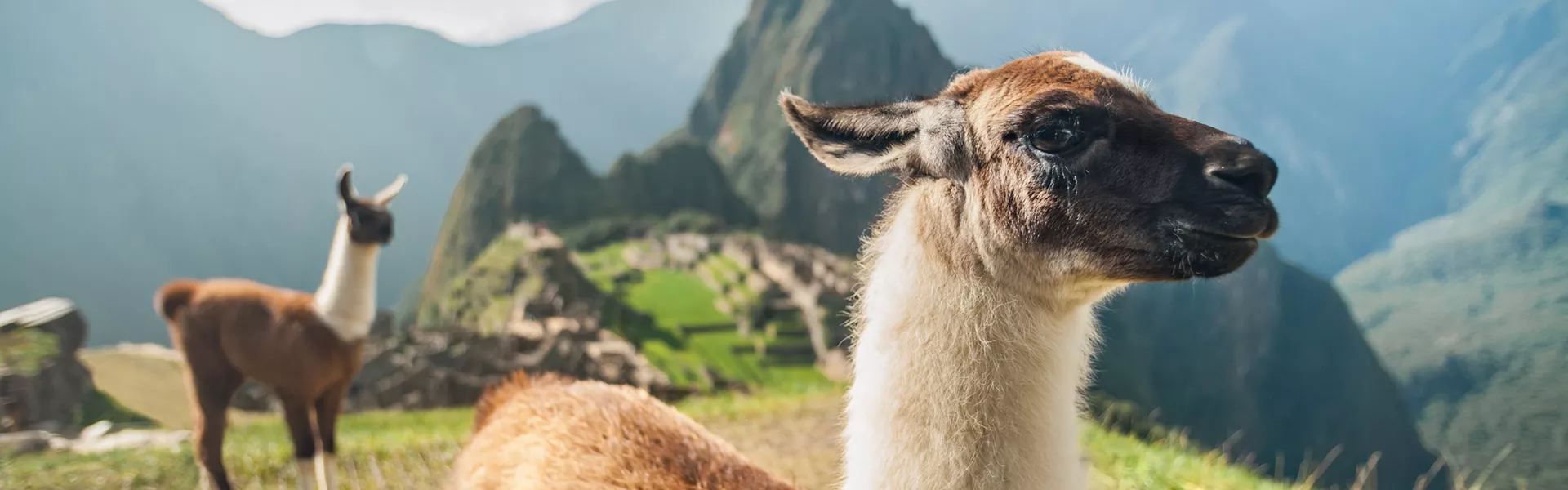 Llama in the Peruvian mountains