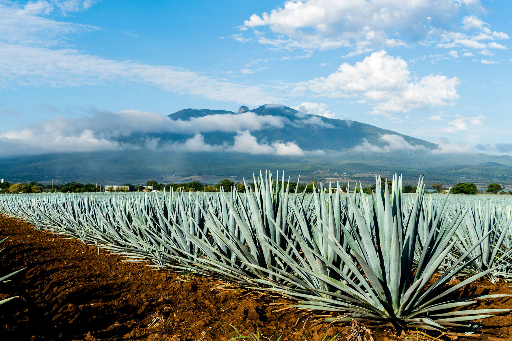 field-blue-agave-jalisco-mexico.jpg