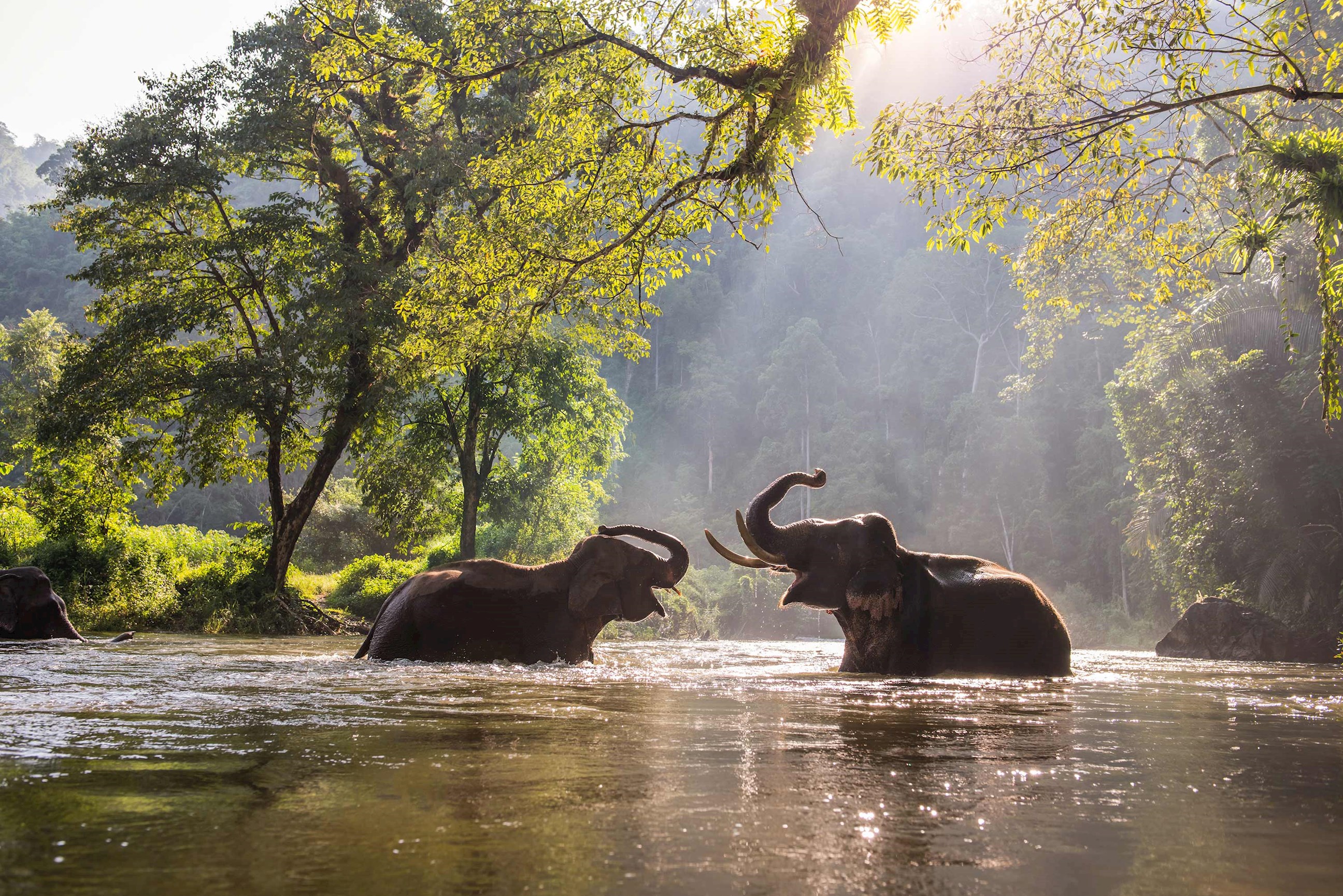 Two elephants playing in sunlit water at Periyar Wildlife Sanctuary, India