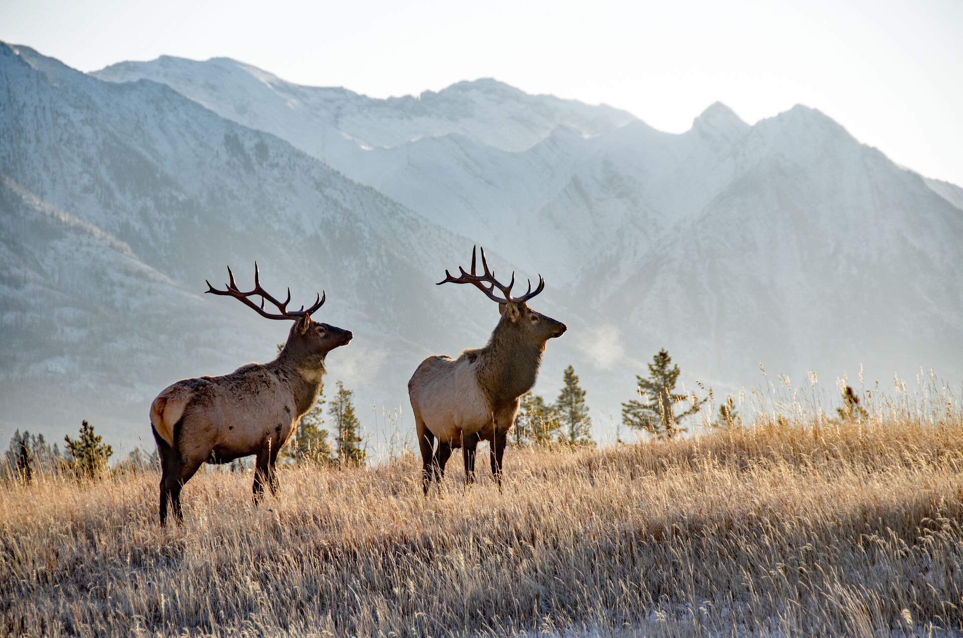 Two bull elks with mountains in background in Banff, Alberta, Canada